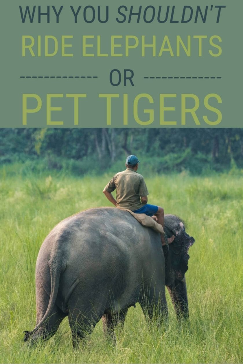 Read about ethical animal tourism and how to be a better traveler - via @clautavani