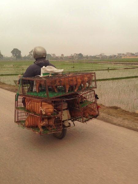things to do in Vietnam