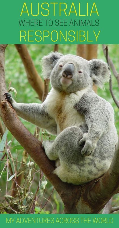 6 Best Wildlife Sanctuaries In Australia