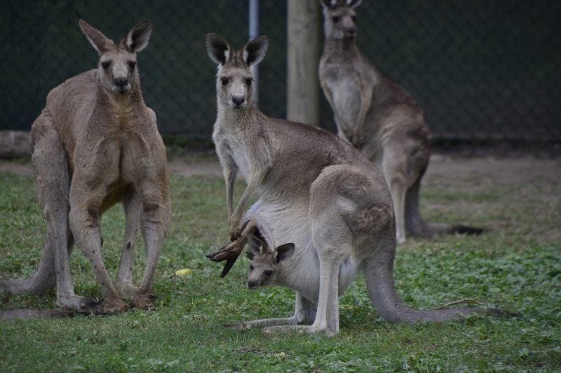 wildlife sanctuaries in Australia