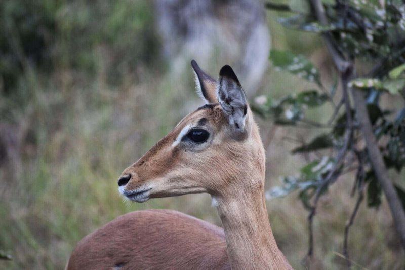 wildlife in Botswana