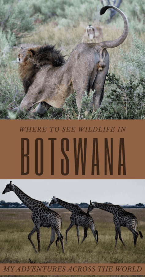 Discover where to see the best wildlife in Botswana - via @clautavani