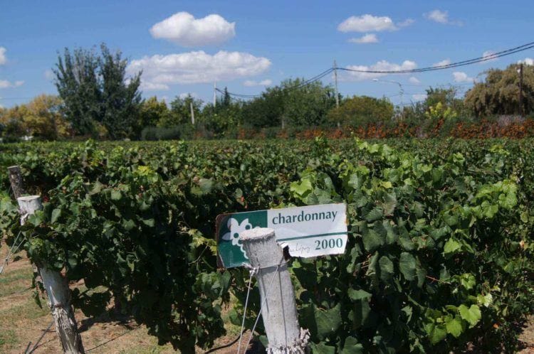 Mendoza vineyards