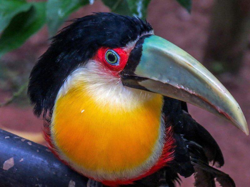 Wildlife in Iguazu Falls Argentina