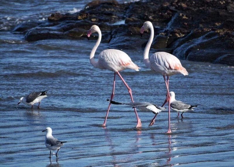Pink Flamingoes in Luderitz Peninsula