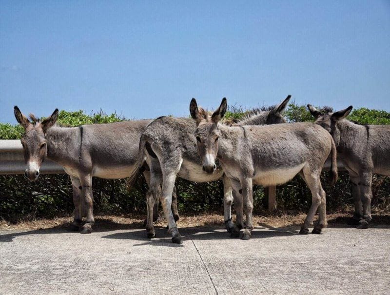 donkeys in Asinara