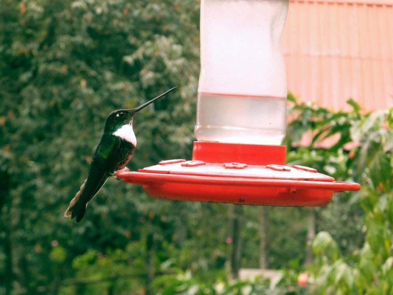 Acaime hummingbird sanctuary