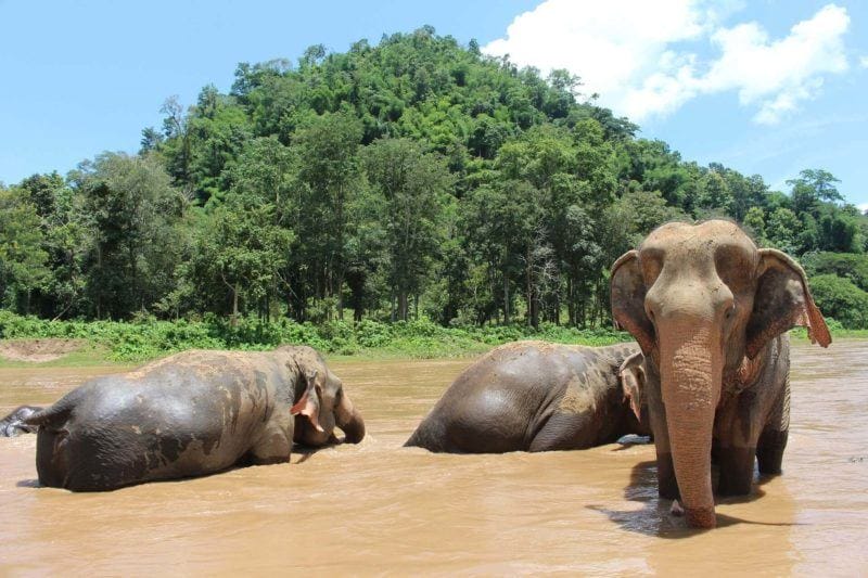 elephants in Chiang Mai