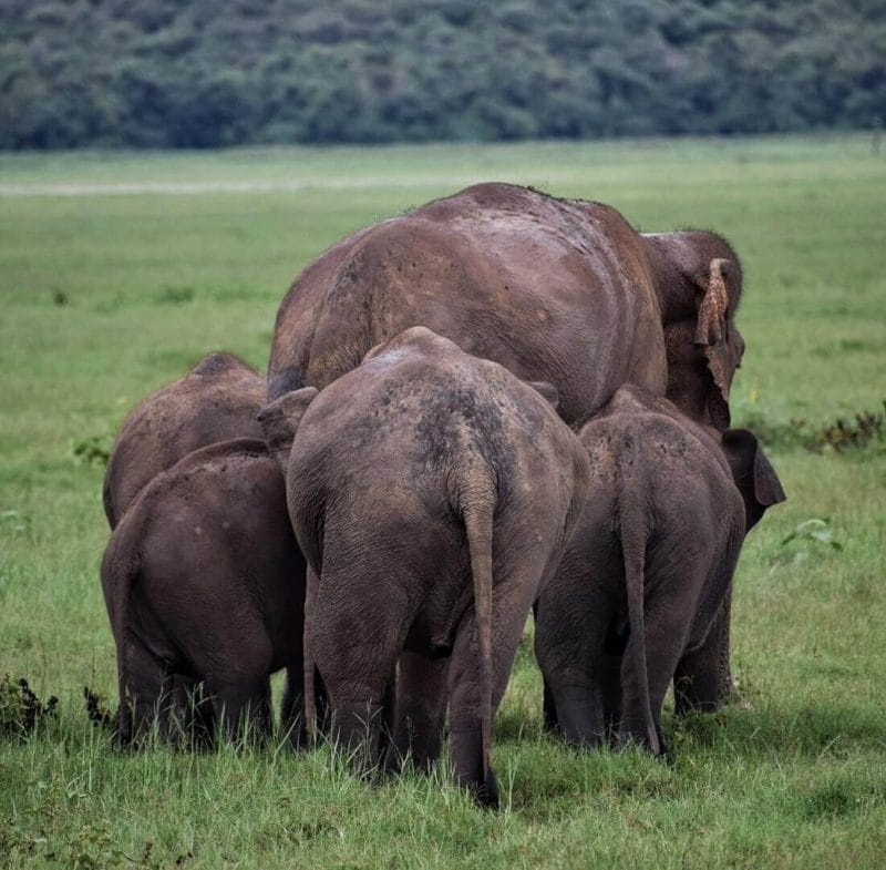 Safari In Sri Lanka In 3 Incredibly Beautiful National Parks
