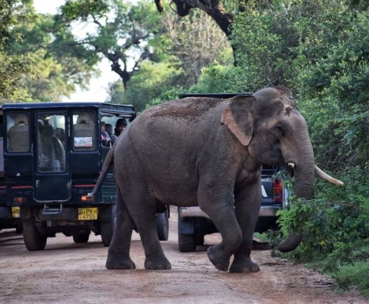 Elephant in Yala