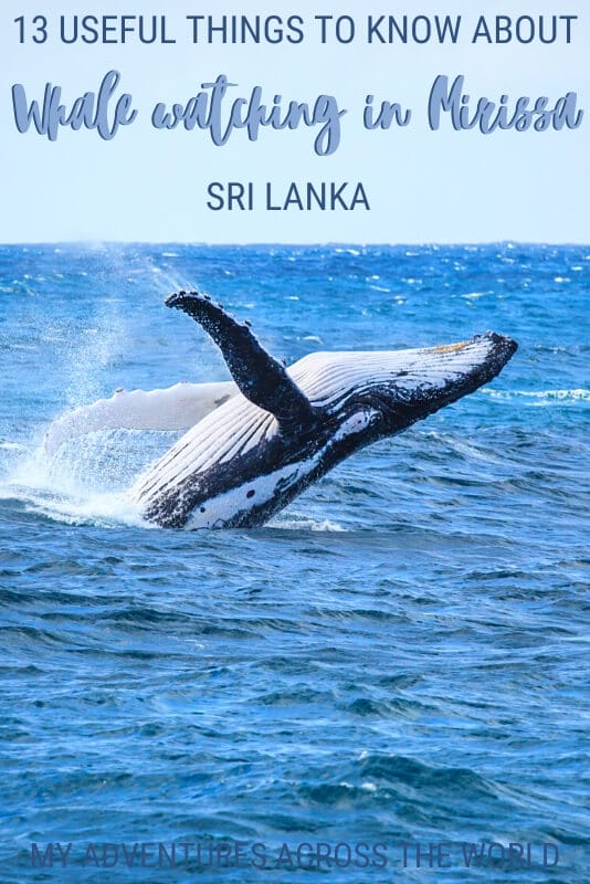 Find out everything you need to know about whale watching in Mirissa, Sri Lanka - via @clautavani