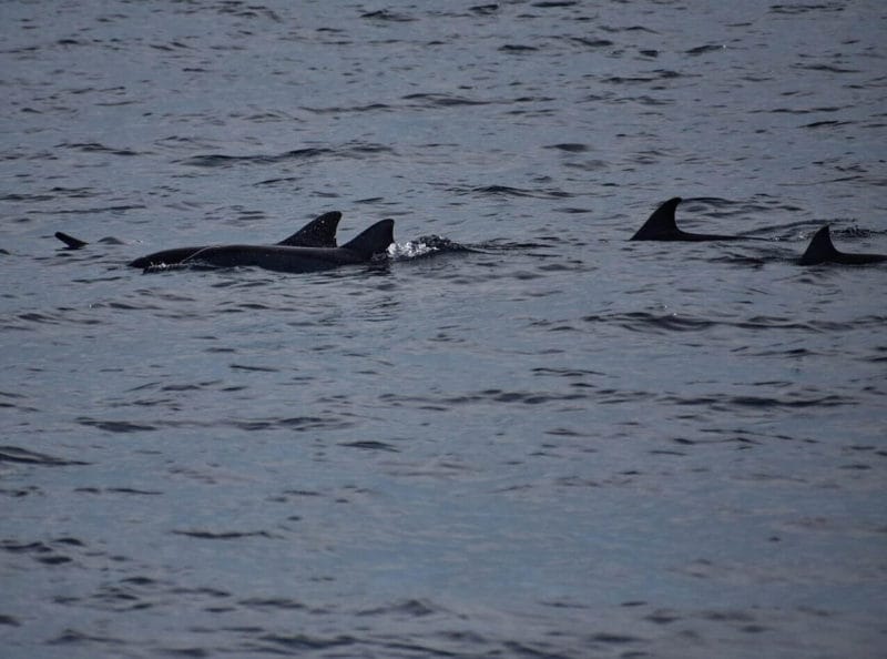 dolphins in Mirissa