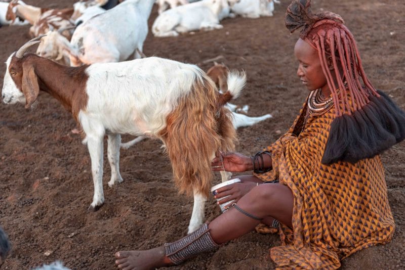 goats for the himba