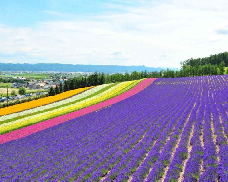 Furano Lavender Fields Japan