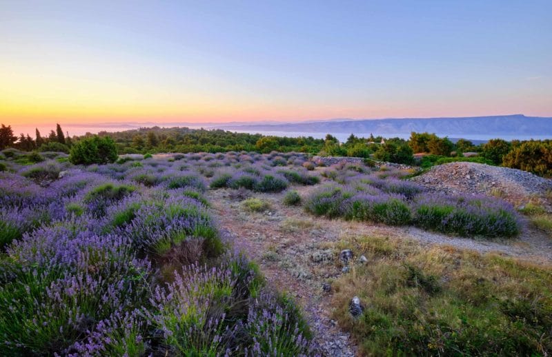 Lavender fields in Croatia