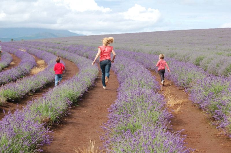 Lavender fields in Tanzania