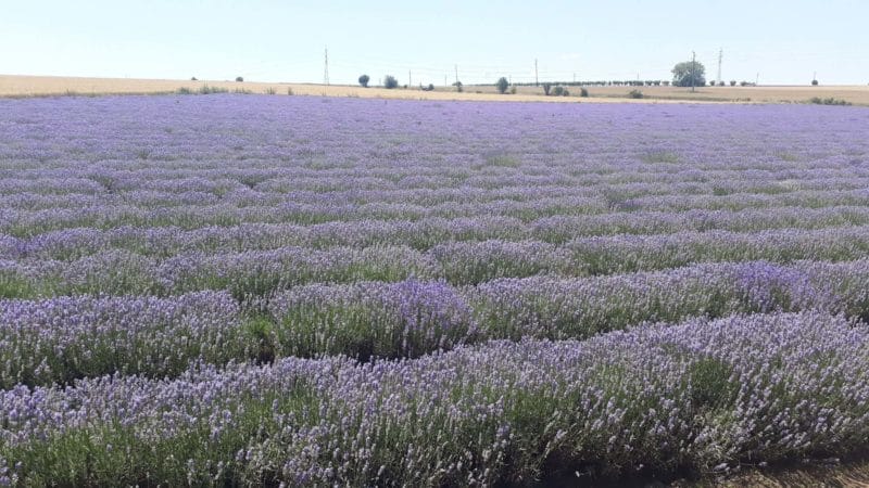 Lavender fields of Bulgaria