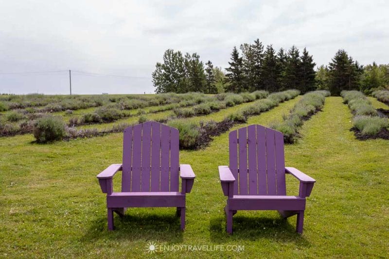 Lavender farms in Canada