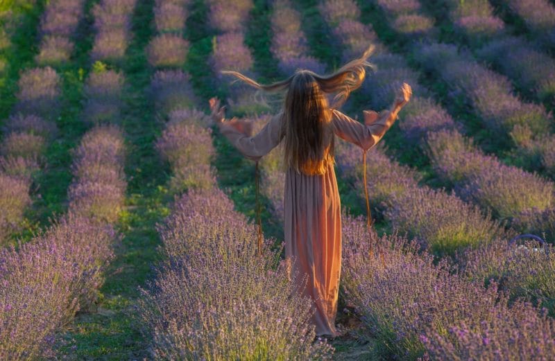 Lavender fields in Transylvania