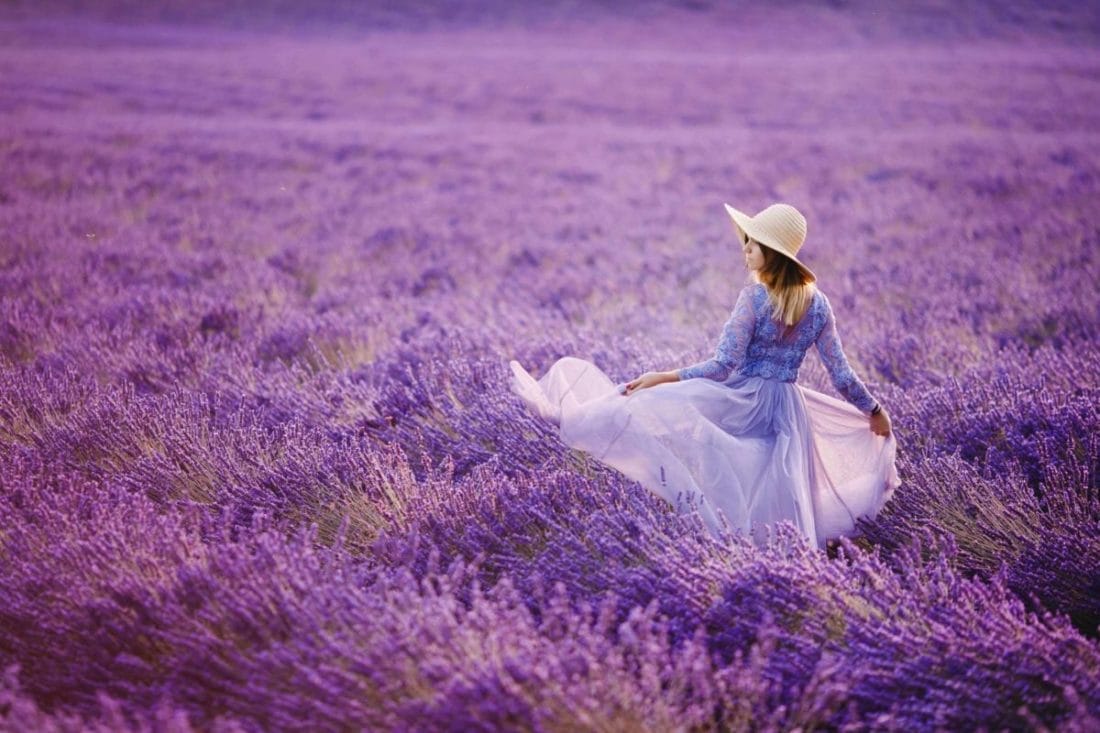 lavender fields