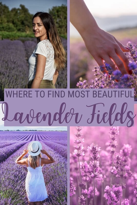 Discover the most beautiful lavender fields - via @clautavani