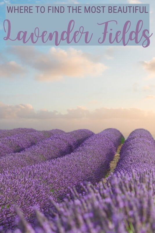 22 Gorgeous Lavender Fields Around The World