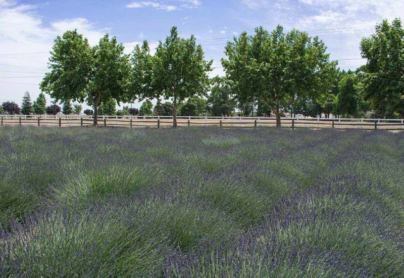 Pageo Lavender field