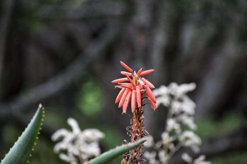 Kirstenbosch Botanical Gardens