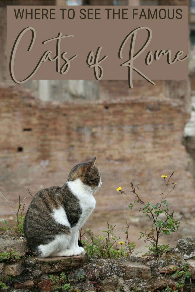 Discover where to see the cats of Rome - via @strictlyrome