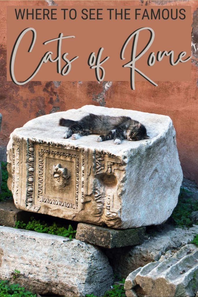 Read about the beautiful cats of Rome - via @strictlyrome