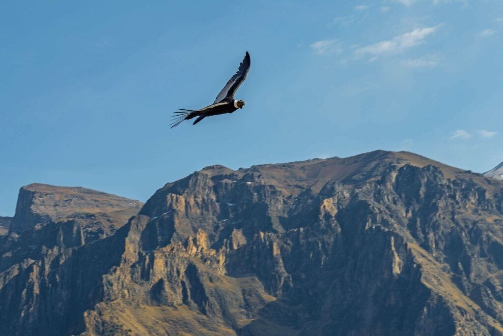 Condor Peru