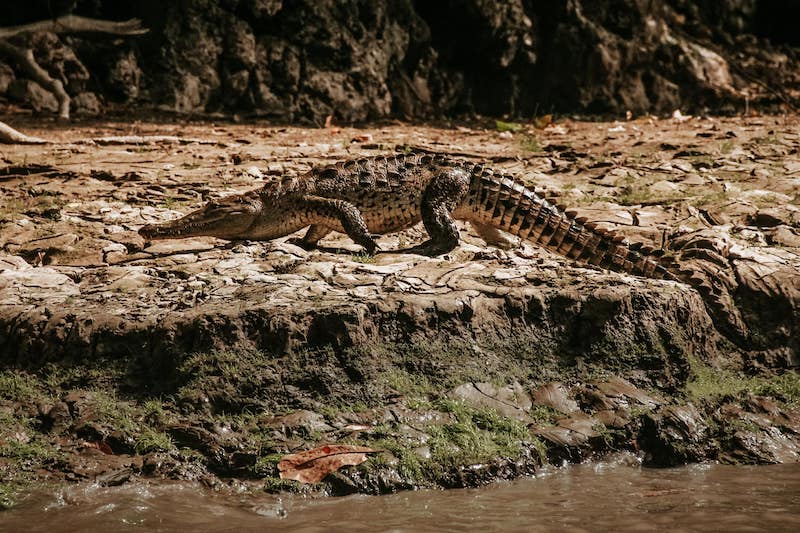 Canyon del Sumidero - crocodile