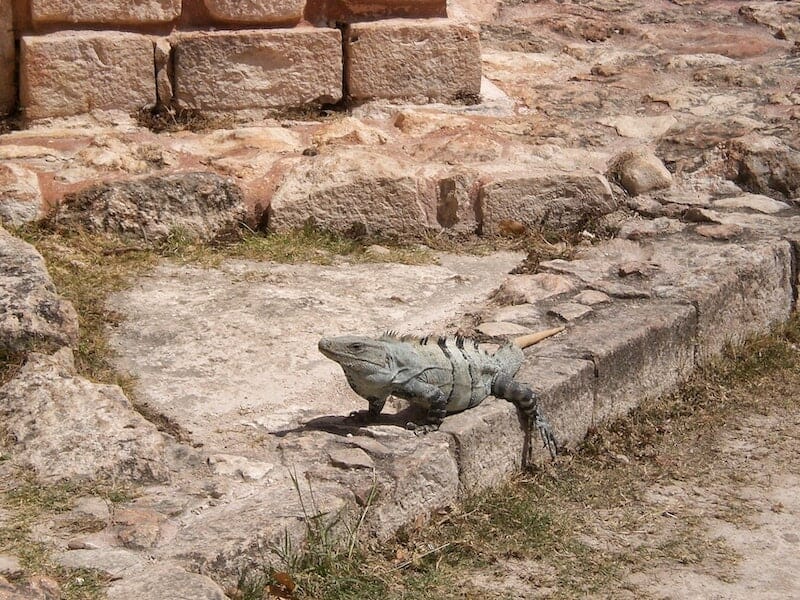 Uxmal Ruins Mexico