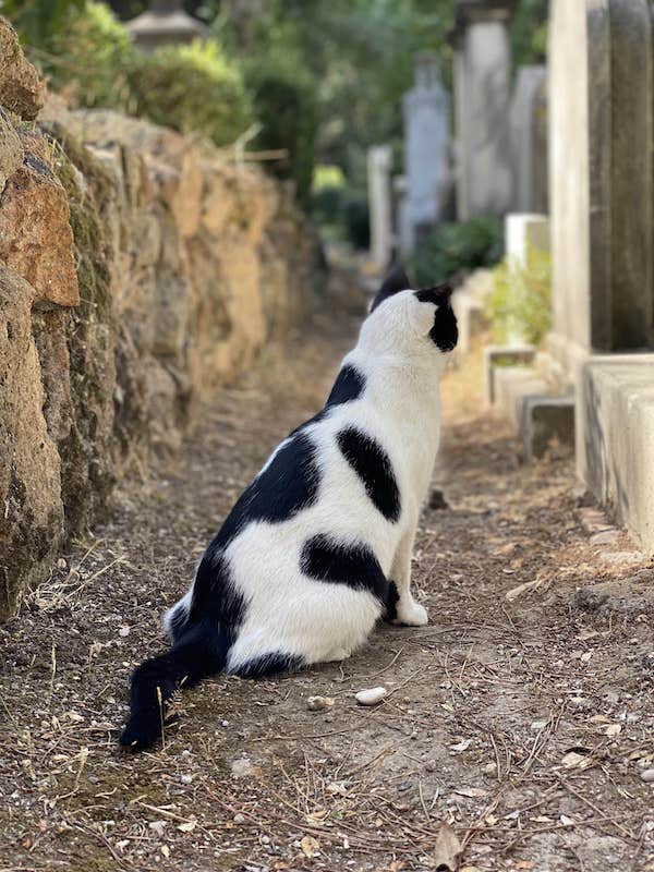 cats of rome