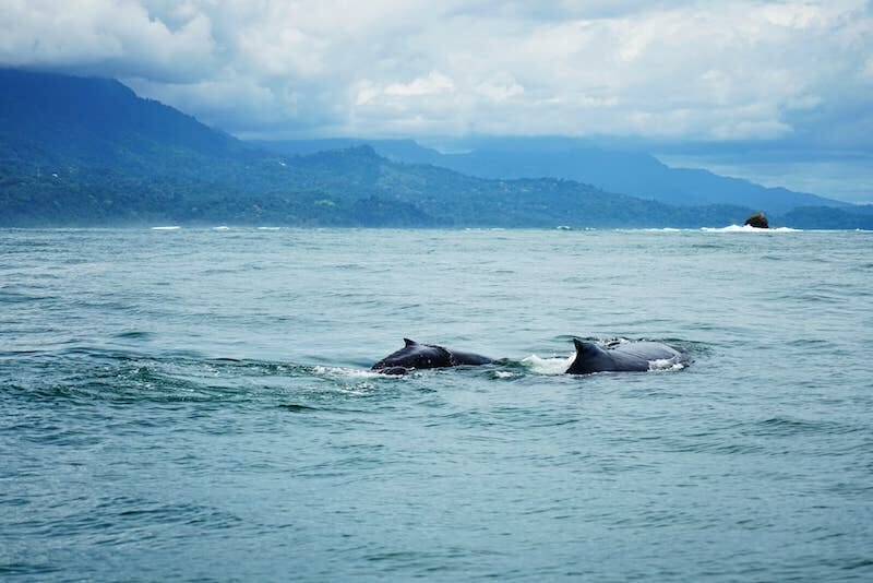 Whale Watching costa rica