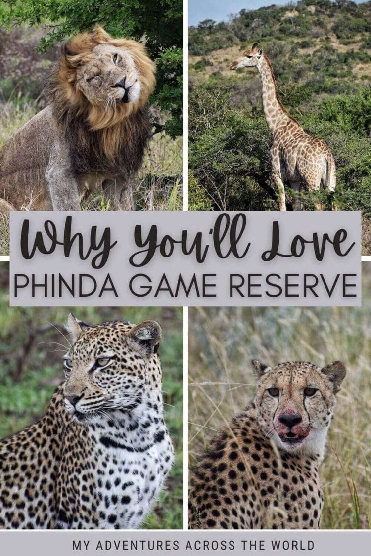 Read everything you need to know about Phinda Game Reserve - via @clautavani