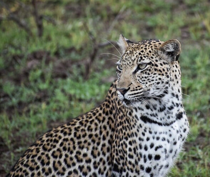 Phinda Game Reserve