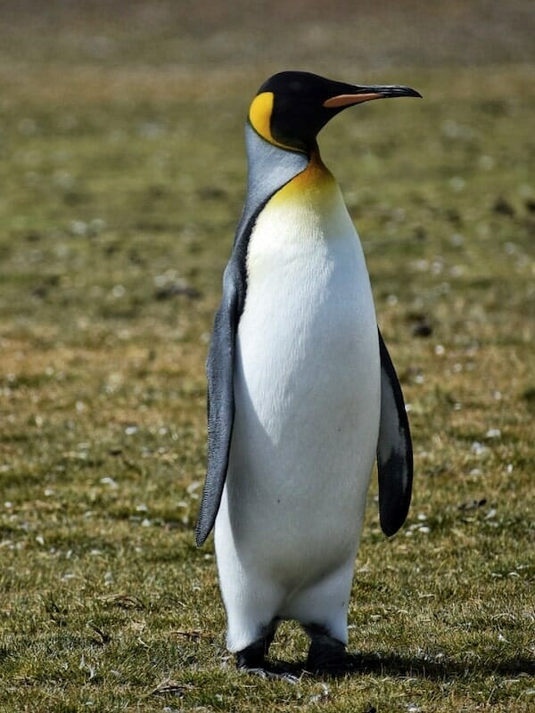 facts about the Falkland Islands