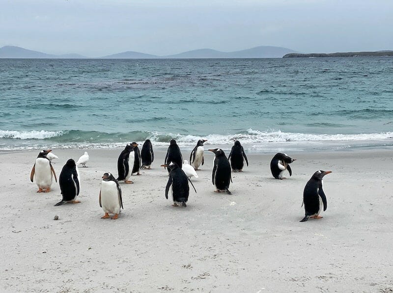 penguins in the Falkland Islands