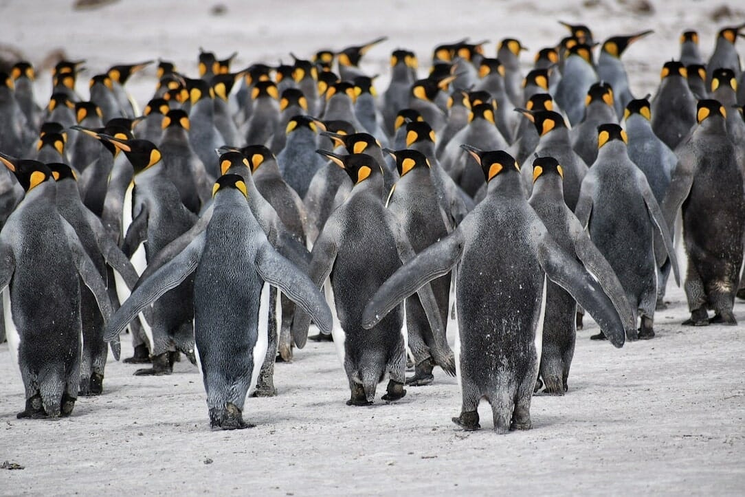 Penguins in the Falklands