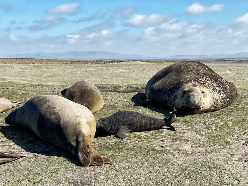elephant seals in whale point