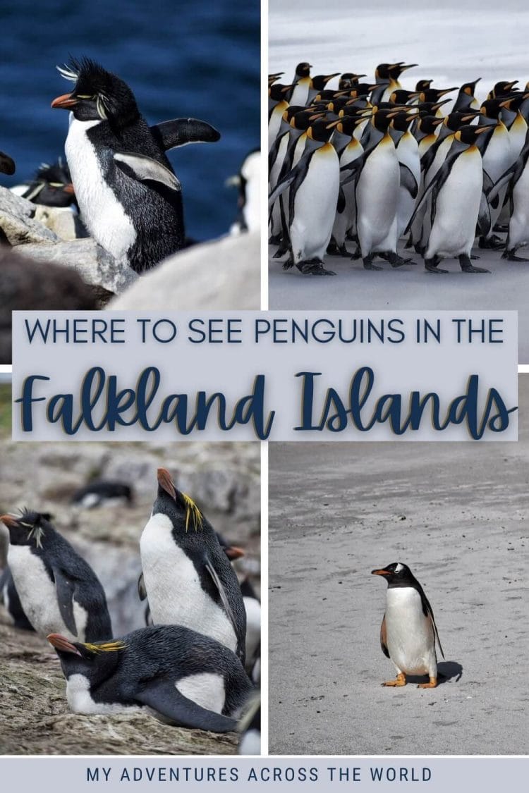 Discover where to see the Falkland Island penguins - via @clautavani