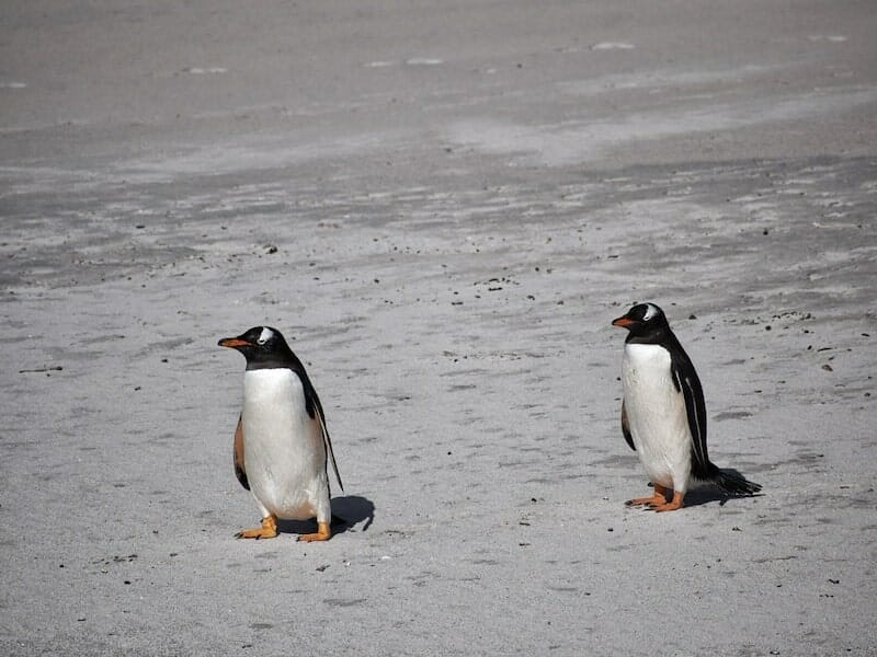 penguins in the falklands
