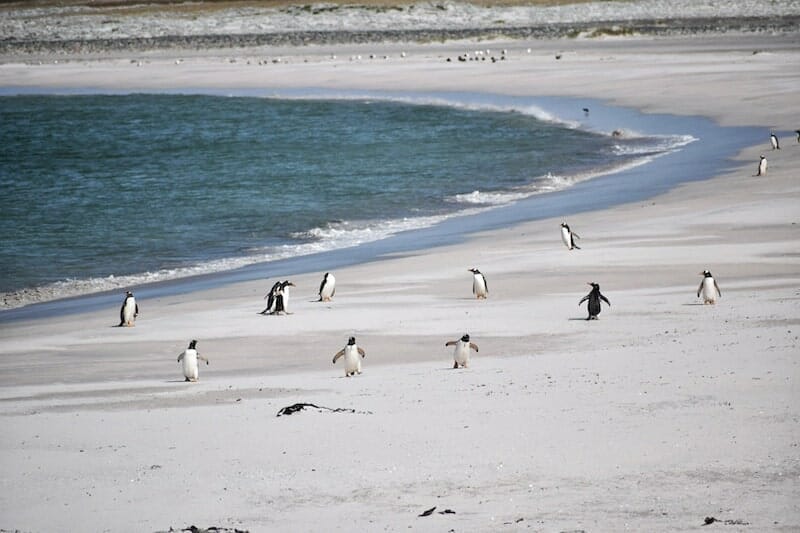 penguins in the falklands