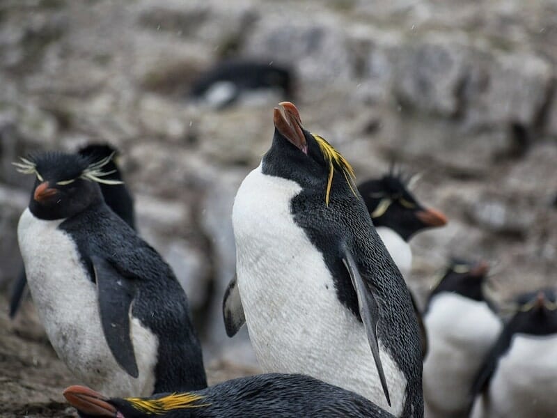 falkland islands penguins