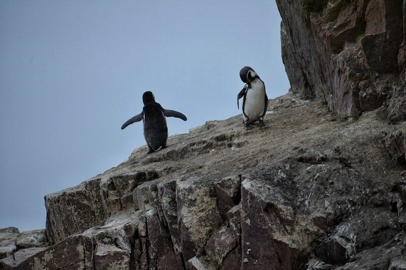 islas ballestas