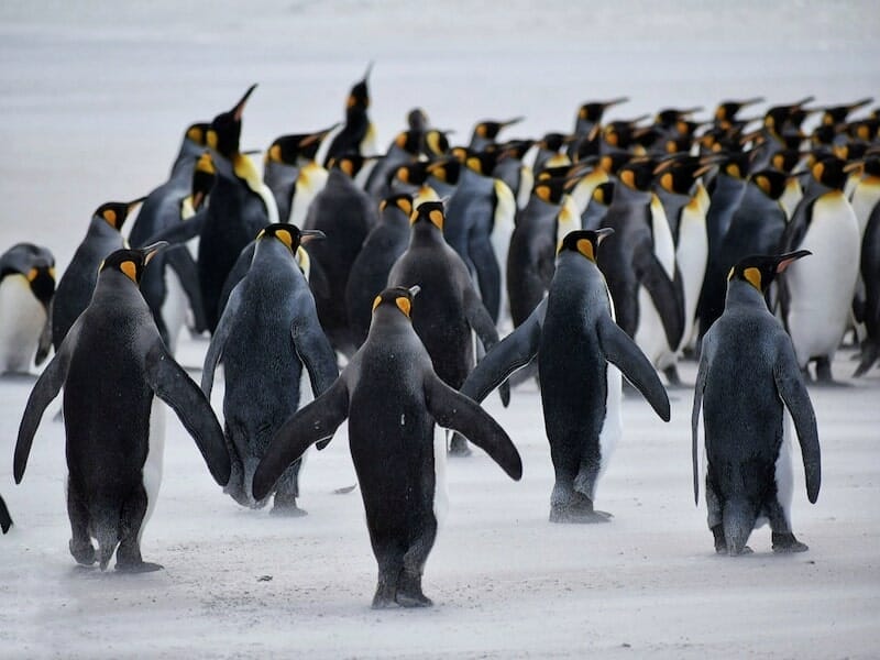 King Penguins