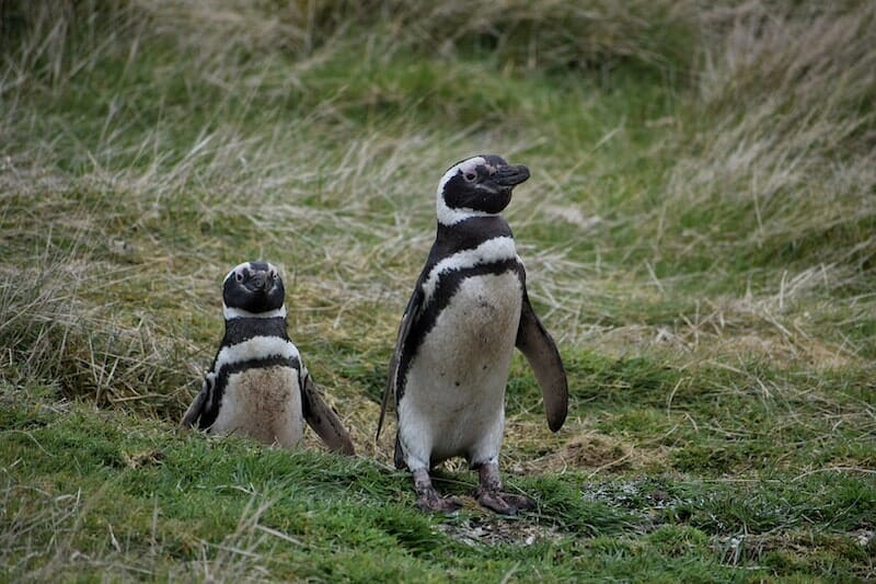 penguins in the Falklands