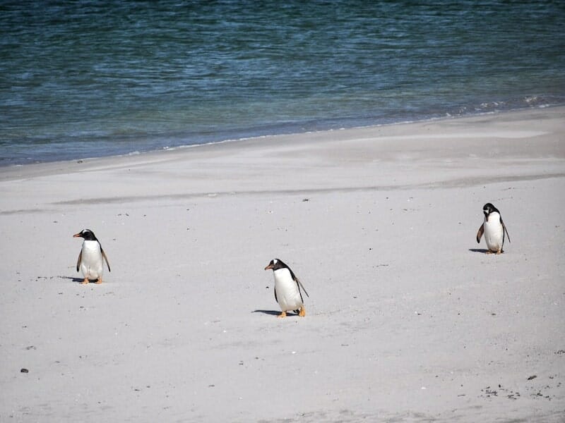 visit the Falkland Islands