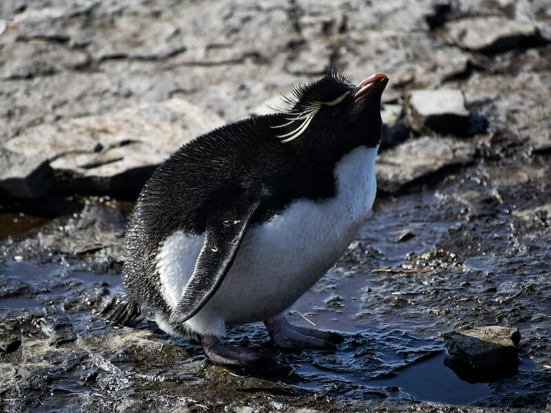 travel to the Falkland Islands